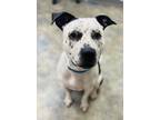 Adopt Chance a Black American Pit Bull Terrier / Mixed Breed (Medium) / Mixed