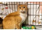 Adopt Frito a Orange or Red (Mostly) Domestic Shorthair (short coat) cat in