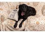 Adopt Lylah a Black - with White Labrador Retriever / Mixed dog in Loogootee