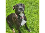 Adopt Princess a Black - with White American Pit Bull Terrier dog in Burlington