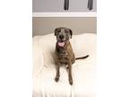 Adopt Abby a Brindle Mountain Cur / Plott Hound / Mixed dog in Loogootee