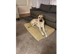 Adopt Freddie & Foxtrot **Courtesy Post** a German Shepherd Dog / Great Dane /
