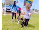 Adopt Willow a Black - with Tan, Yellow or Fawn Labrador Retriever / Terrier