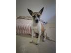 Adopt Samson a Brown/Chocolate - with White Jack Russell Terrier / Australian