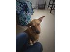 Adopt Maggie a Tan/Yellow/Fawn Labrador Retriever / Mixed dog in Victoria