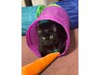 Adopt Theodore a All Black Domestic Longhair (long coat) cat in Victoria