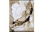 Adopt Feisty a Gray, Blue or Silver Tabby Domestic Shorthair (short coat) cat in