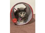 Adopt Whiplash a Tortoiseshell Domestic Shorthair (short coat) cat in Victoria