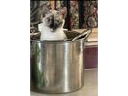 Adopt Angel a Cream or Ivory (Mostly) Tonkinese (short coat) cat in Victoria