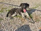Adopt Duke a Australian Cattle Dog / Mixed dog in Batesville, AR (40852495)