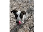 Adopt Sammy a Australian Cattle Dog / Mixed dog in Batesville, AR (40852494)
