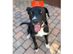 Adopt Lucky a Black - with White Shepherd (Unknown Type) / Great Pyrenees dog in
