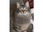 Adopt Cozette a Gray, Blue or Silver Tabby Domestic Mediumhair / Mixed (medium