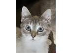 Adopt Evie a Cream or Ivory Siamese / Mixed (short coat) cat in Drasco