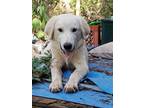 Adopt Puppy Denny C. a Great Pyrenees / Mixed dog in Norman, OK (39714415)