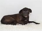 Adopt PUP TART a Black Labrador Retriever / Mixed dog in Oroville, CA (40965952)