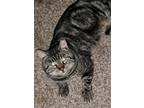 Adopt Blitzen a Gray, Blue or Silver Tabby Domestic Shorthair (short coat) cat