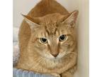 Adopt Clay a Domestic Shorthair / Mixed cat in Salisbury, MD (41006174)