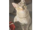 Adopt Assad a Gray, Blue or Silver Tabby Domestic Shorthair / Mixed (short coat)