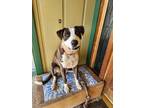 Adopt Jake a Brindle - with White Boxer / Pit Bull Terrier dog in Winchester