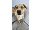 Adopt Shane a Shepherd (Unknown Type) / Labrador Retriever / Mixed dog in