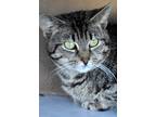 Adopt Milo a Tiger Striped Tabby (short coat) cat in Okeechobee, FL (41005482)
