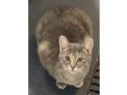 Adopt Nakita a Gray or Blue Domestic Shorthair / Mixed Breed (Medium) / Mixed