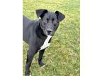 Adopt Calliope a Black Mixed Breed (Small) / Mixed Breed (Medium) / Mixed (short