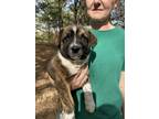Adopt Bernie a Brindle - with White Catahoula Leopard Dog / Labrador Retriever /