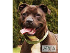 Adopt Bertha a Black American Pit Bull Terrier / Mixed Breed (Medium) / Mixed