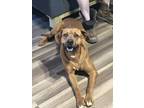 Adopt Scooby a Red/Golden/Orange/Chestnut Redbone Coonhound / American Pit Bull