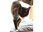 Adopt Maggie HalfTail a Black & White or Tuxedo Domestic Shorthair (short coat)