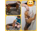 Adopt Millie a Treeing Walker Coonhound / Mixed dog in LaBelle, FL (40301679)
