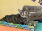 Adopt Chicklets a Brown Tabby Domestic Shorthair (short coat) cat in Topeka