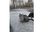 Adopt Pixie a Gray or Blue (Mostly) Domestic Shorthair / Mixed (short coat) cat