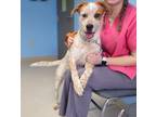 Adopt Honey a Red/Golden/Orange/Chestnut - with White Australian Cattle Dog /