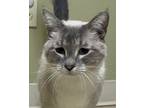 Adopt Sapphire a Gray or Blue Domestic Shorthair / Siamese / Mixed (short coat)