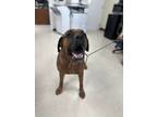 Adopt Buster a Brown/Chocolate Boxer / Mastiff / Mixed dog in Clayton