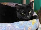 Adopt Abigail a All Black Domestic Shorthair (short coat) cat in Topeka