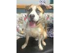 Adopt Max Alley a Brown/Chocolate Mixed Breed (Small) / Mixed Breed (Medium) /