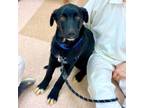 Adopt Kayce a Shepherd (Unknown Type) / Collie / Mixed dog in Batesville