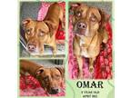 Adopt OMAR - JCAC a Red/Golden/Orange/Chestnut American Pit Bull Terrier / Mixed