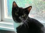 Adopt Snow Boots a Black & White or Tuxedo Domestic Shorthair (short coat) cat