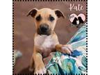 Adopt Kate a Tan/Yellow/Fawn - with White German Shepherd Dog / Mixed dog in