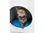 Adopt Minnie a Brown Tabby Domestic Shorthair (short coat) cat in Medina