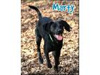 Adopt Marty a Black Beagle / Mixed dog in Shippenville, PA (40540101)