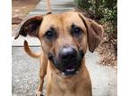Adopt Raelynn a Tan/Yellow/Fawn - with Black Black Mouth Cur / Labrador