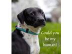 Adopt Betty a Black - with White Border Collie / Mixed dog in Willington