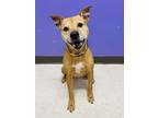 Adopt Shasta a Tan/Yellow/Fawn Mixed Breed (Medium) / Mixed Breed (Medium) /