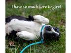 Adopt Bankle a Black - with White Border Collie / Mixed dog in Willington